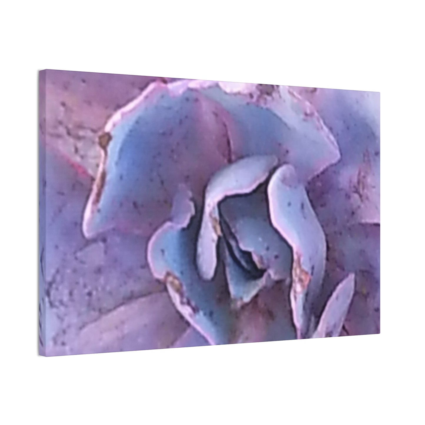 Nature-Inspired Canvases from an #originalphotograph of a botanical from #theGetty - 0.75" Stretched Nature Wall Decor