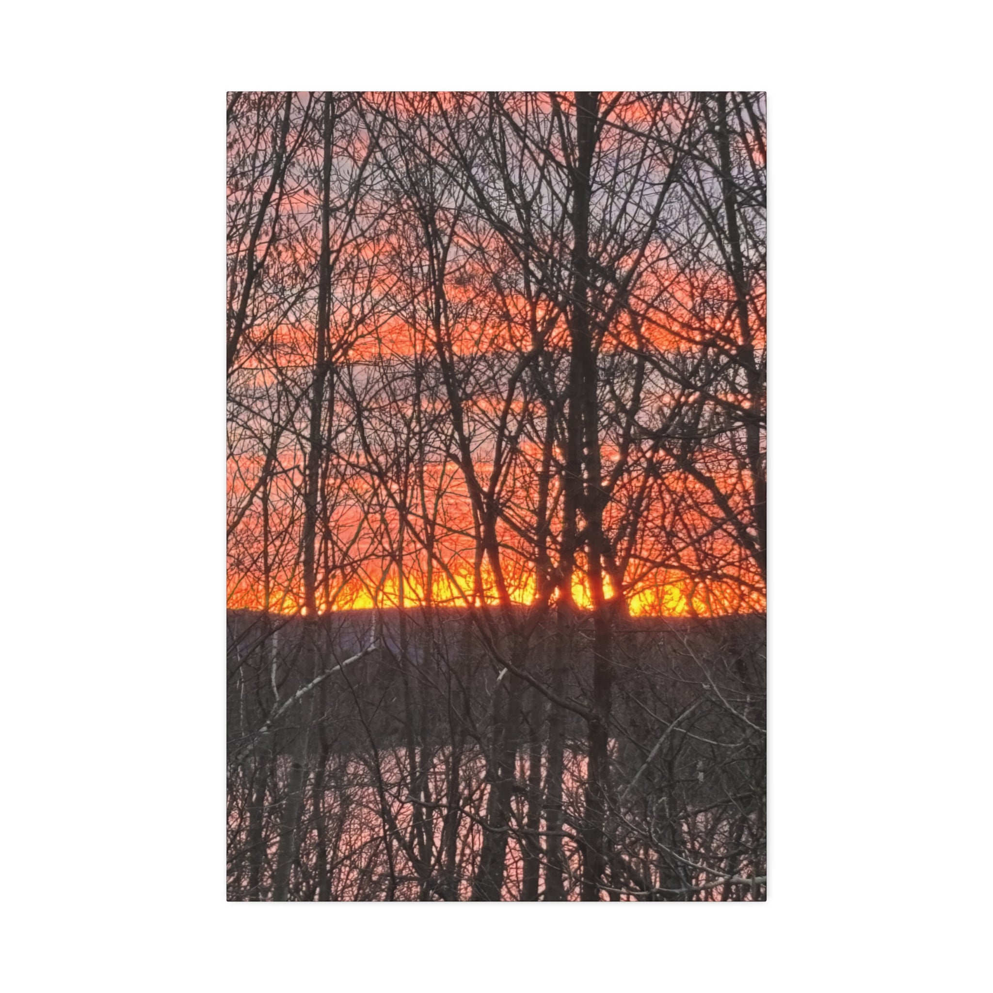 Gilded Forest | Sun-Drenched Timber Wall Art | The Nurture Collection