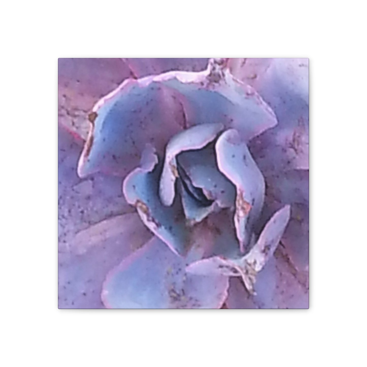 Nature-Inspired Canvases from an #originalphotograph of a botanical from #theGetty - 0.75" Stretched Nature Wall Decor