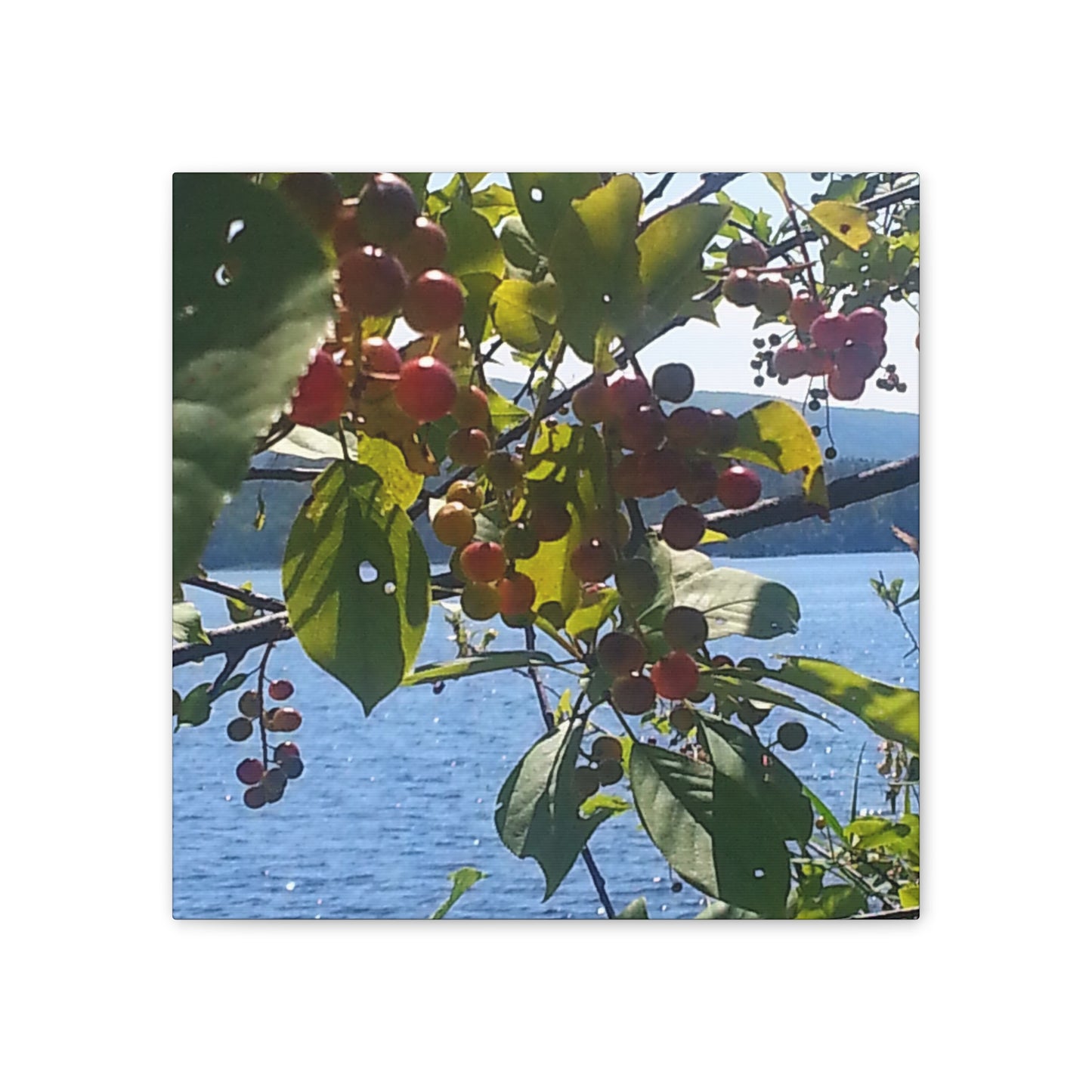 Nature-Inspired Canvases from an #originalphotograph of a Scenic Berry Branch - 0.75" Stretched Nature Wall Decor