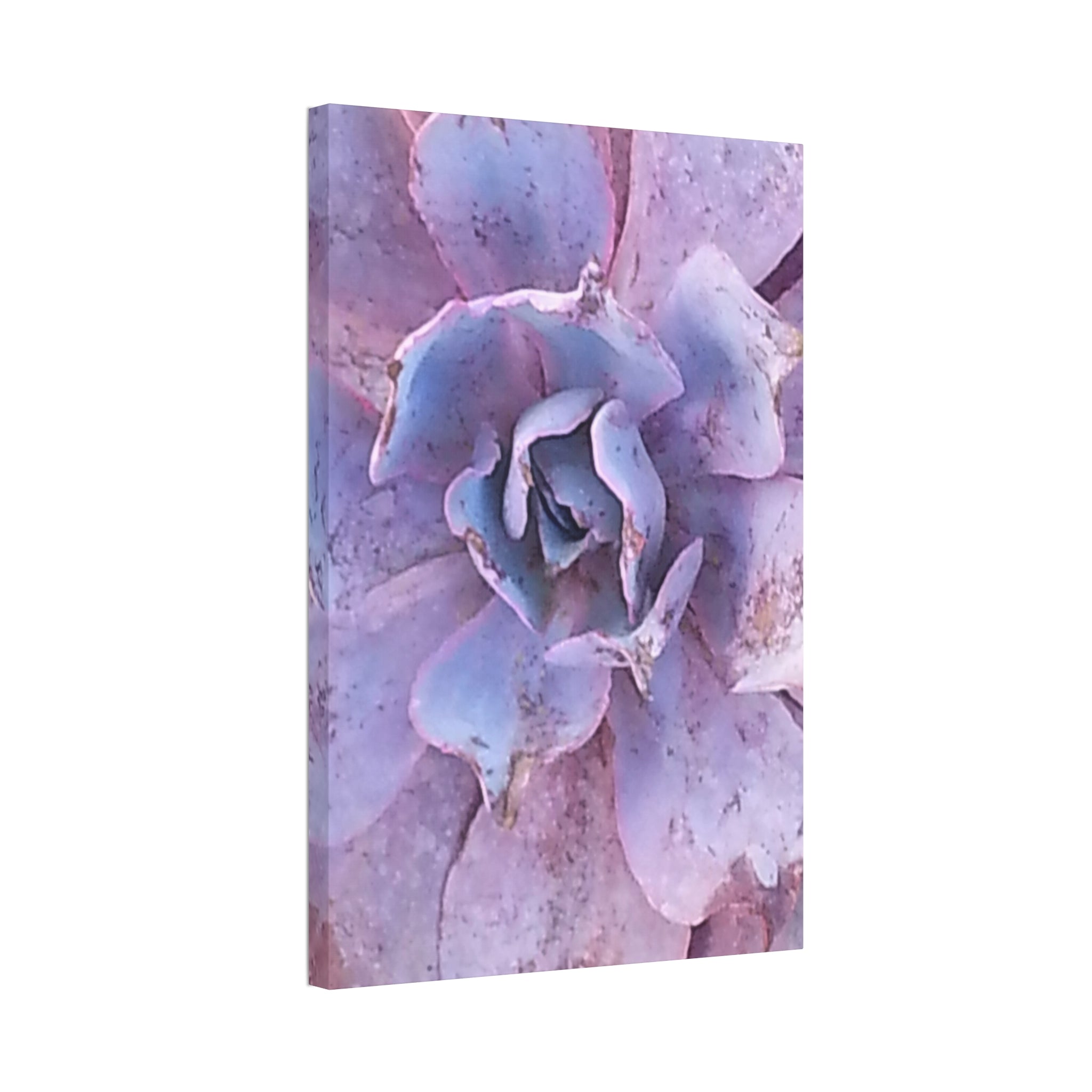 Resilient Bloom | Desert Botanical Wall Art | The Rooted Collection