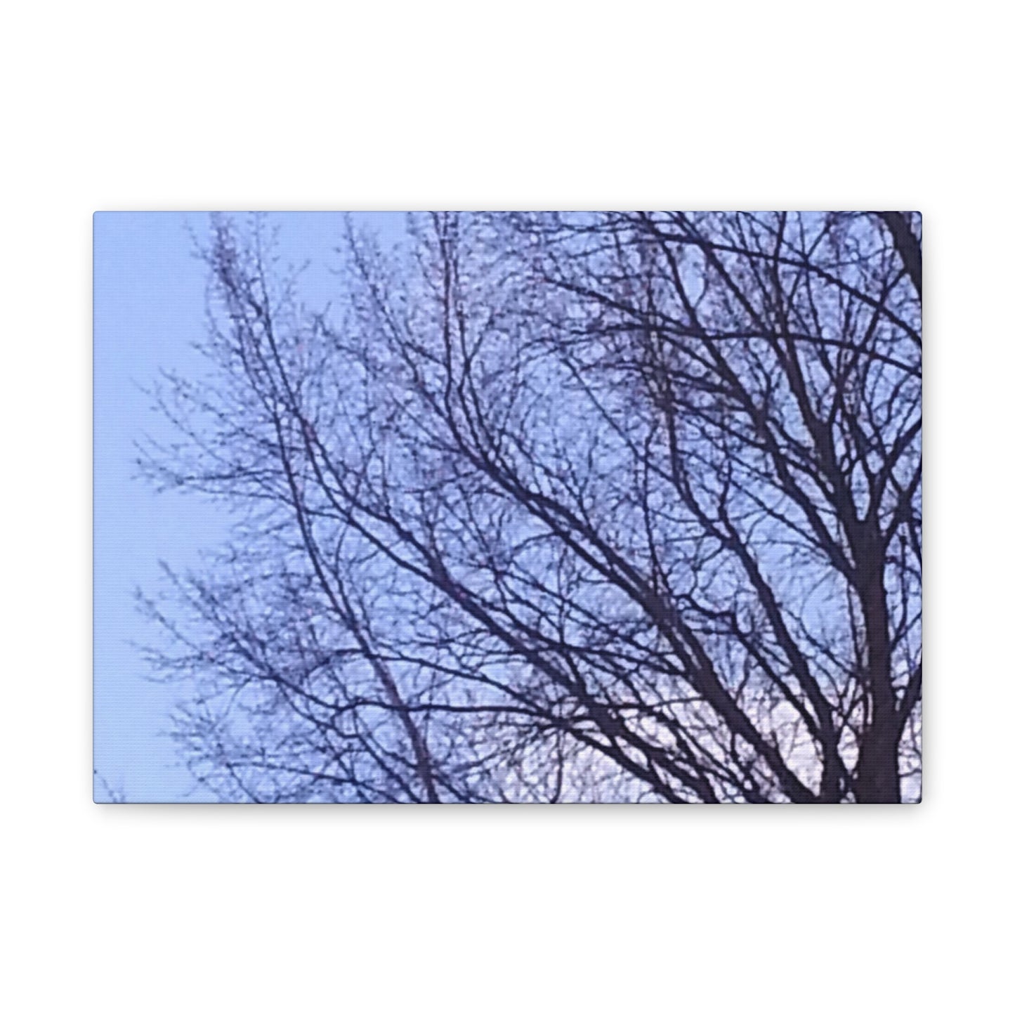 Canvas Art - Serene Tree