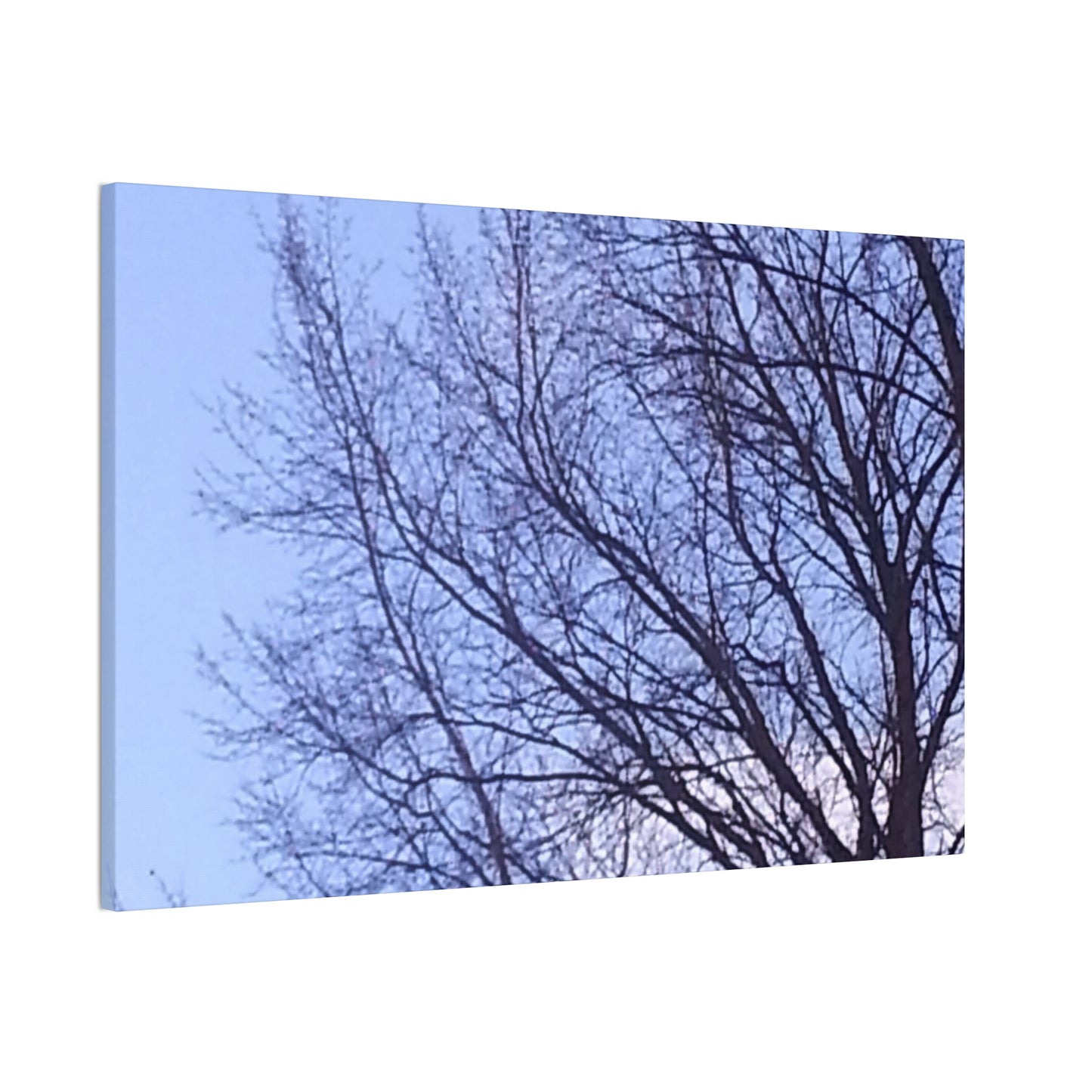 Canvas Art - Serene Tree