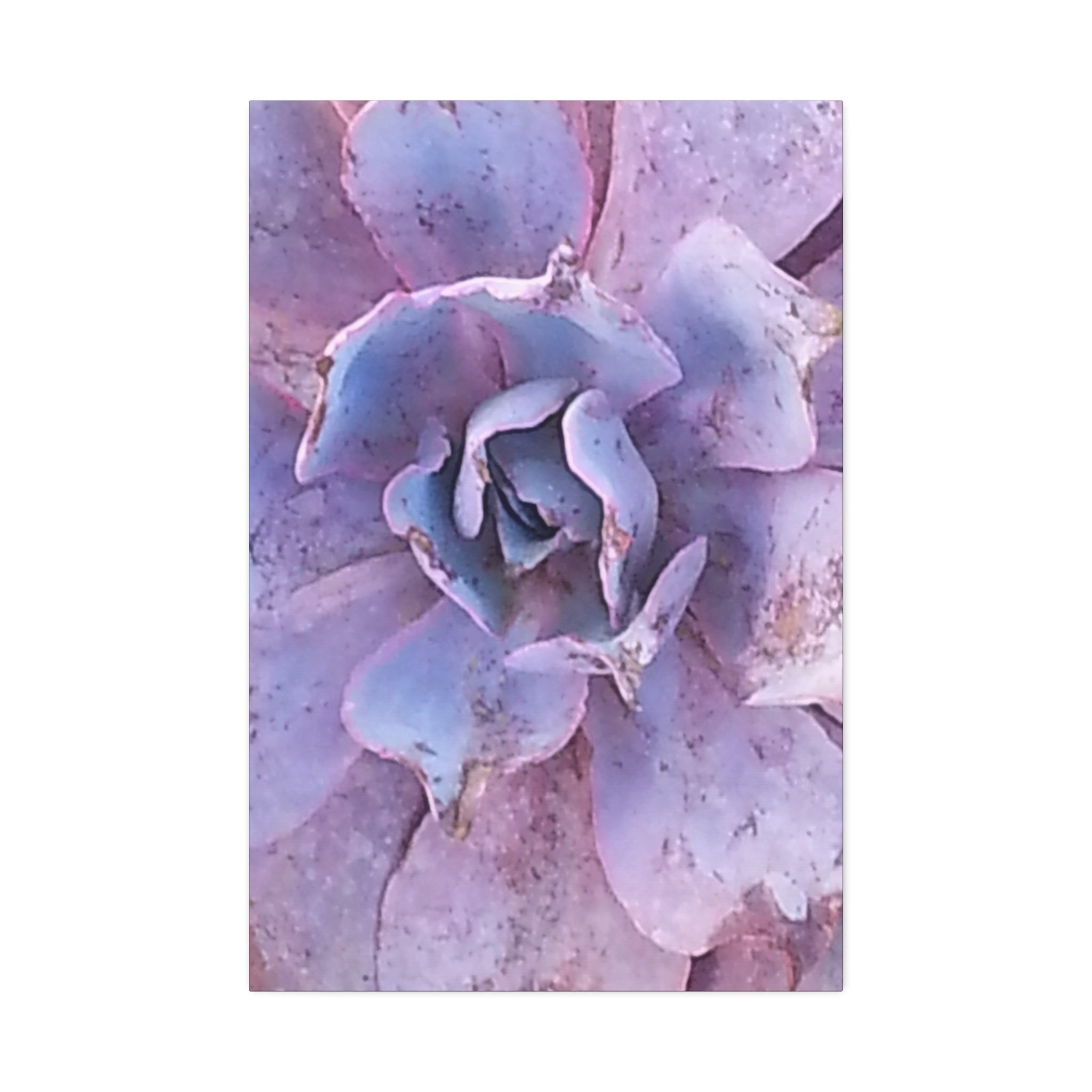 Resilient Bloom | Desert Botanical Wall Art | The Rooted Collection