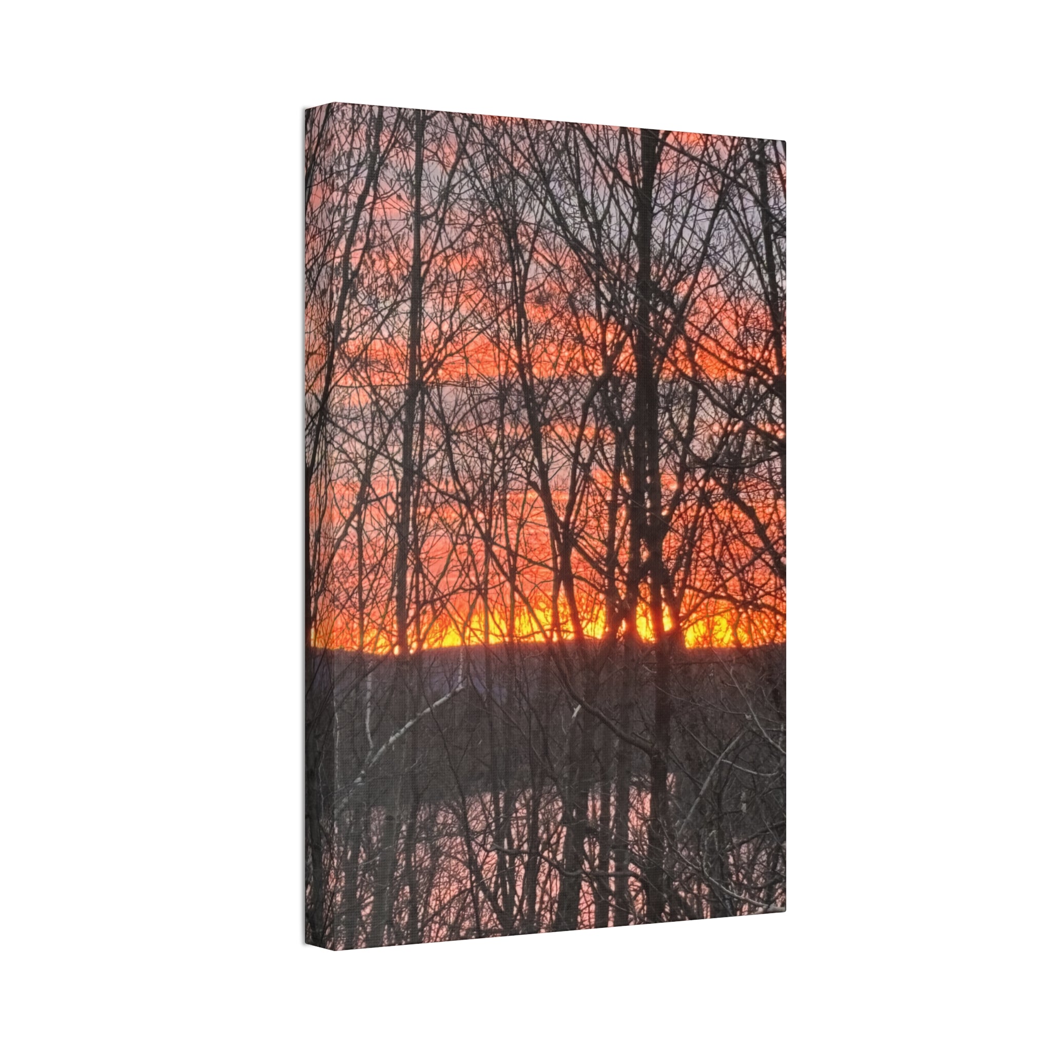 Gilded Forest | Sun-Drenched Timber  Wall Art | The Nurture Collection